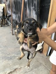Puppy 12 - Mixed Breed Dog