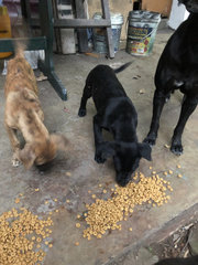 Puppy 12 - Mixed Breed Dog
