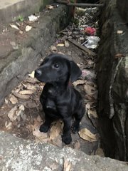 Puppy 12 - Mixed Breed Dog