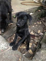 Puppy 12 - Mixed Breed Dog