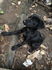 Puppy 12 - Mixed Breed Dog