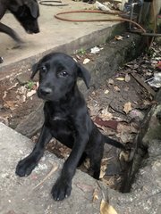 Puppy 12 - Mixed Breed Dog