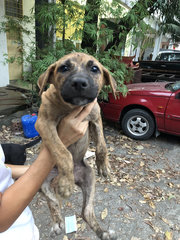 Puppy 12 - Mixed Breed Dog