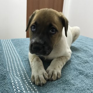 Girl - Mixed Breed Dog