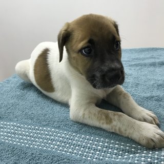 Girl - Mixed Breed Dog