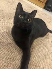 Stella - Domestic Short Hair Cat