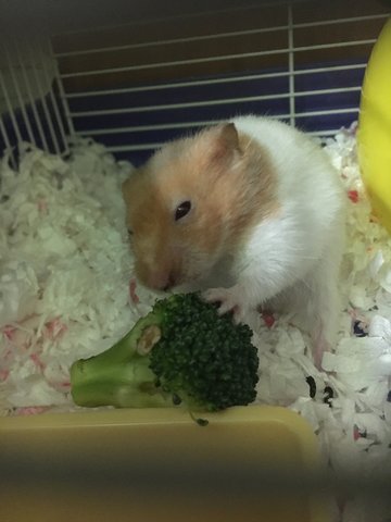 Snowball  - Syrian / Golden Hamster Hamster