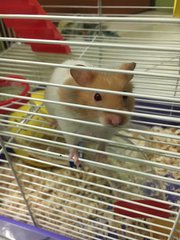 Snowball  - Syrian / Golden Hamster Hamster