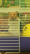 Snowball  - Syrian / Golden Hamster Hamster