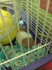 Snowball  - Syrian / Golden Hamster Hamster