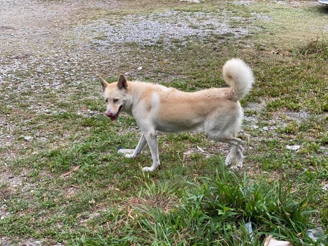 Male Dog - Husky Mix Dog