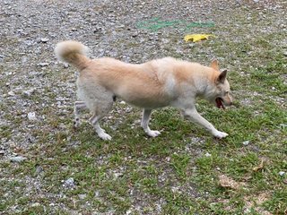 Male Dog - Husky Mix Dog