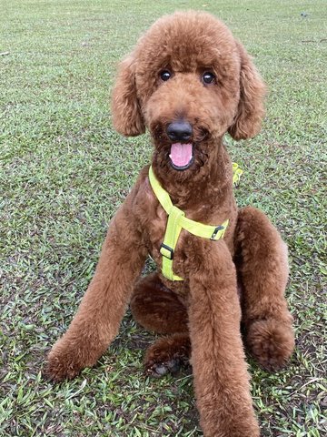 Floyd - Standard Poodle Dog