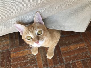 Miso (Mr. Garfield) - Domestic Short Hair Cat