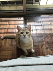 Miso (Mr. Garfield) - Domestic Short Hair Cat