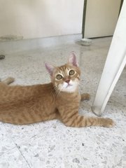 Miso (Mr. Garfield) - Domestic Short Hair Cat