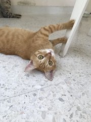 Miso (Mr. Garfield) - Domestic Short Hair Cat