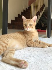 Miso (Mr. Garfield) - Domestic Short Hair Cat