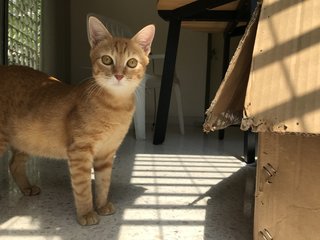 Miso (Mr. Garfield) - Domestic Short Hair Cat