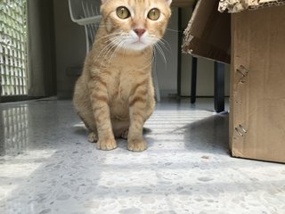 Miso (Mr. Garfield) - Domestic Short Hair Cat