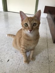 Miso (Mr. Garfield) - Domestic Short Hair Cat