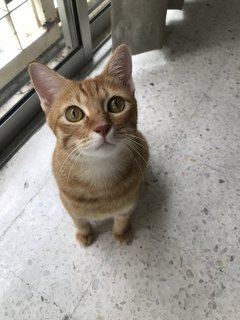 Miso (Mr. Garfield) - Domestic Short Hair Cat