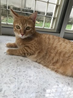 Miso (Mr. Garfield) - Domestic Short Hair Cat