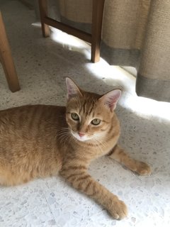 Miso (Mr. Garfield) - Domestic Short Hair Cat