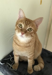 Miso (Mr. Garfield) - Domestic Short Hair Cat