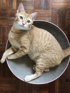 Miso (Mr. Garfield) - Domestic Short Hair Cat