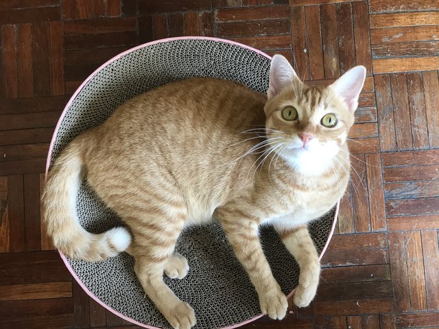 Miso (Mr. Garfield) - Domestic Short Hair Cat