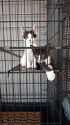 Tarzan Girl Free Neuter Adopt In Pair - Domestic Short Hair Cat