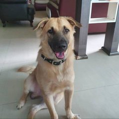 Rody (Ravin, Andrew's Friend) - Golden Retriever Mix Dog