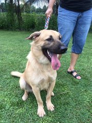 Rody (Ravin, Andrew's Friend) - Golden Retriever Mix Dog