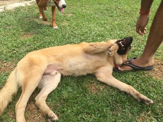 Rody (Ravin, Andrew's Friend) - Golden Retriever Mix Dog