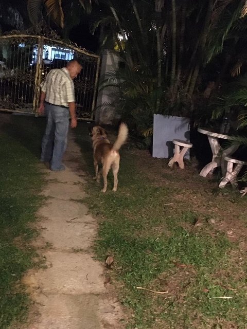 Rody (Ravin, Andrew's Friend) - Golden Retriever Mix Dog