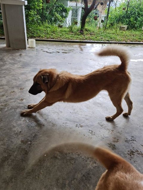 Rody (Ravin, Andrew's Friend) - Golden Retriever Mix Dog