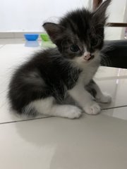 5 Kittens  - Domestic Short Hair Cat