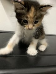 5 Kittens  - Domestic Short Hair Cat