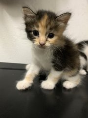 5 Kittens  - Domestic Short Hair Cat