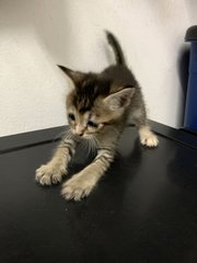 5 Kittens  - Domestic Short Hair Cat