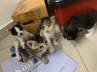 5 Kittens  - Domestic Short Hair Cat