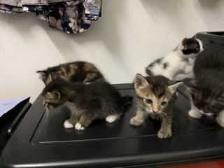 5 Kittens  - Domestic Short Hair Cat