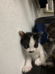 5 Kittens  - Domestic Short Hair Cat