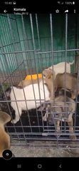 Puchong Utama 14 Puppies   - Mixed Breed Dog