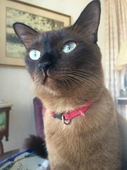 Sasha - Burmese + Siamese Cat