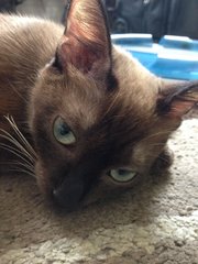 Sasha - Burmese + Siamese Cat