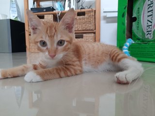 Meruh - Domestic Short Hair Cat