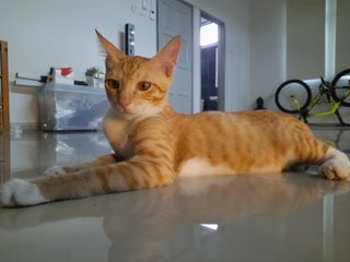 Meruh - Domestic Short Hair Cat