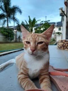 Meruh - Domestic Short Hair Cat